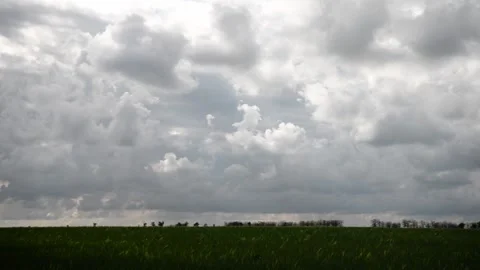 Field of green growing wheat 動画素材 130204417