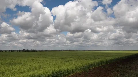 Field of green growing wheat 動画素材 130204477