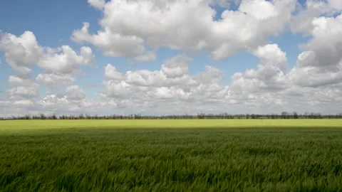 Field of green growing wheat 動画素材 130204481