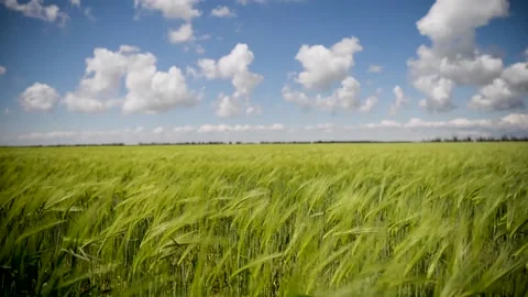 Field of green growing wheat 動画素材 130204505