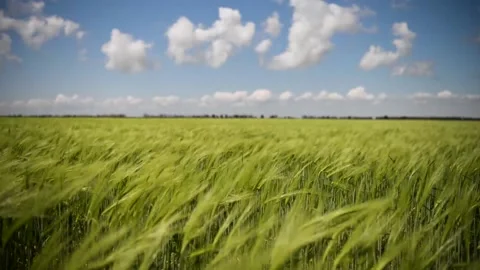Field of green growing wheat 動画素材 130204531