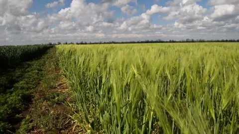Field of green growing wheat 動画素材 130204532