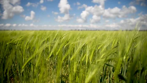 Field of green growing wheat 動画素材 130204533