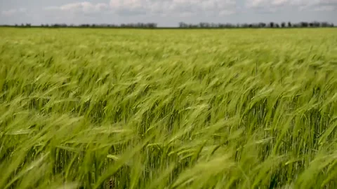 Field of green growing wheat 動画素材 130204534