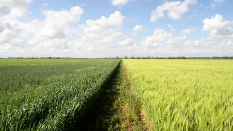 Field of green growing wheat 動画素材 130204553