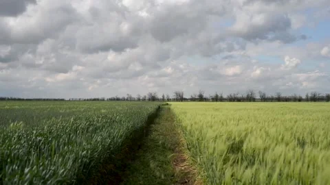 Field of green growing wheat 動画素材 130204558