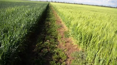 Field of green growing wheat 動画素材 130204562