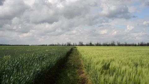 Field of green growing wheat 動画素材 130204585