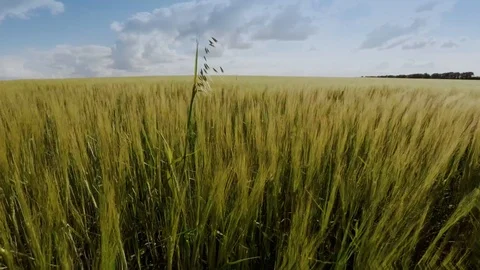 Field of green millet with sky in the background Stock Footage 124694523