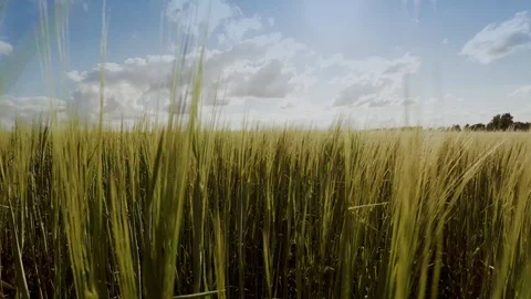 Field of green millet with sky in the background Stock Footage 124694544