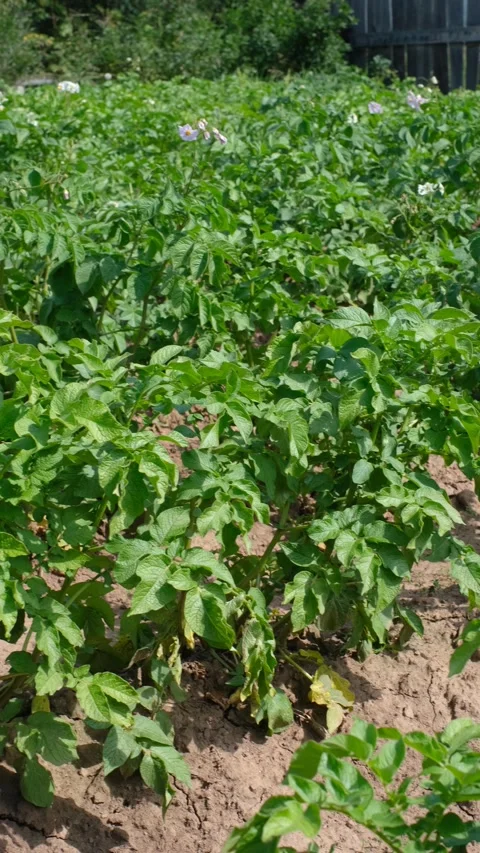 Field with green potatoes close-up. Stock Footage 316113671