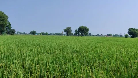 A field of green rice with trees in the background Stock Footage 266551484