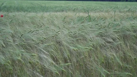 Field of green rye Stock Footage 76749303