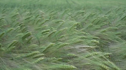 Field of green rye Vídeo Stock 76749475