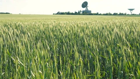 Field of green rye Vídeo Stock 90063070