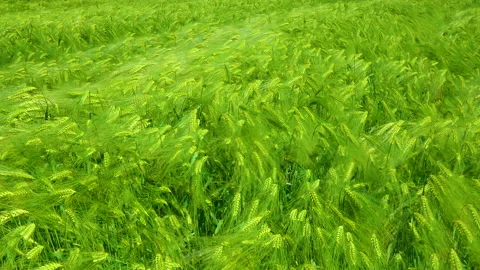 Field of green rye, spikelets of cereals sway in the wind, Ukraine. Stock Footage 155351242