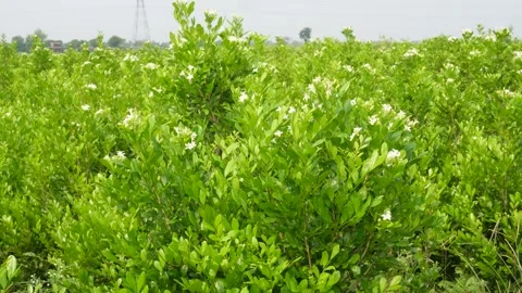 Field of Green Shrubs Stock-Footage 340642607