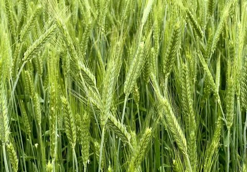 Field of green spikelets of wheat macro view Stock Photos
