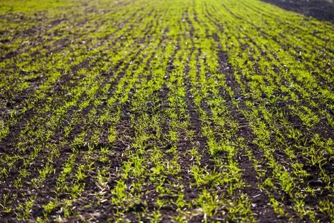 Field of green sprouts Foto stock