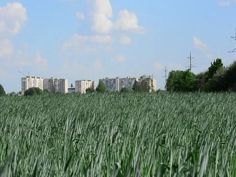 Field of green wheat against the background of the city Stock Footage 89662429
