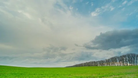 Field of green wheat. Cloudy weather. Tree row. Time lapse Видео 74900689