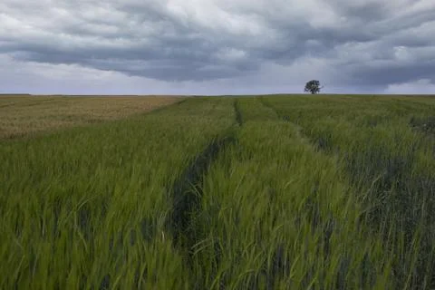 A field of green wheat with dramatic clouds in the background Stock Photos