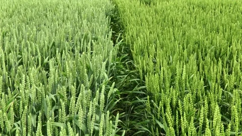 A field of green wheat during grain filling Stock Footage 147666609