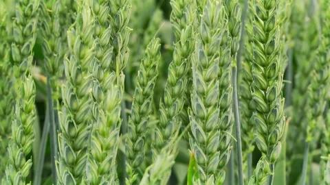 A field of green wheat during grain filling Stock Footage 147666697
