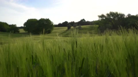 Field of green wheat ears Stock Footage 217354104