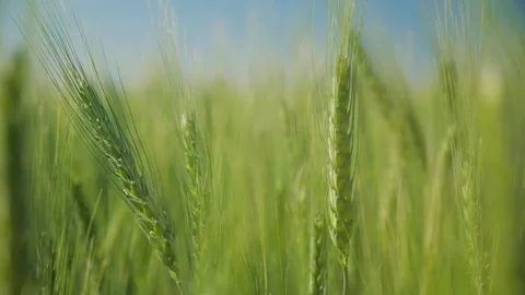 Field of green wheat ears in the wind under a blue clear summer sky Stock Footage 156512272