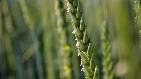 Field of green wheat ears in the wind under a blue clear summer sky Stock Footage 156512277