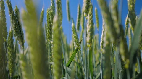 Field of green wheat ears in the wind under a blue clear summer sky Stock Footage 156512281