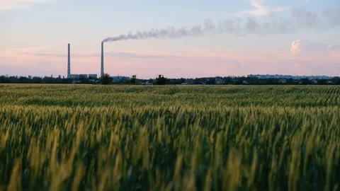 Field of green wheat in evening time. Environmental pollution Video stock 90073690