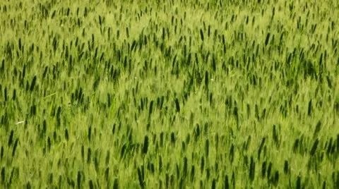 Field of green wheat Stock Footage 11099849