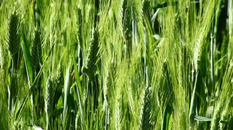 Field of green wheat Stock Footage 11101768