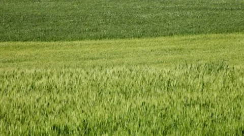 Field of green wheat Stock Footage 11102923