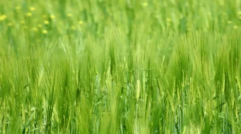Field of green wheat Stock Footage 11104006