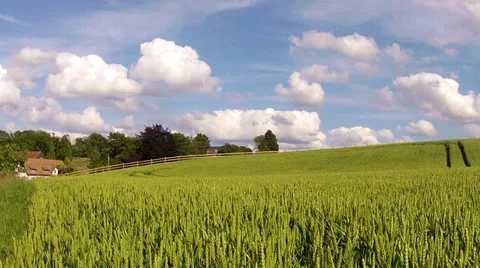 Field of green wheat. Stock Footage 34409932