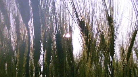 Field of green wheat. Stock Footage 34411619