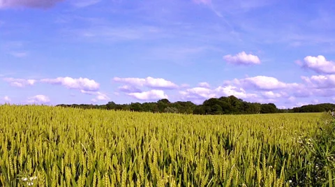 Field of green wheat. Stock Footage 34717114