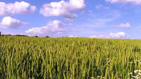 Field of green wheat. Stock Footage 34721034