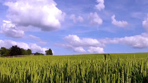 Field of green wheat. Vídeo Stock 34739421