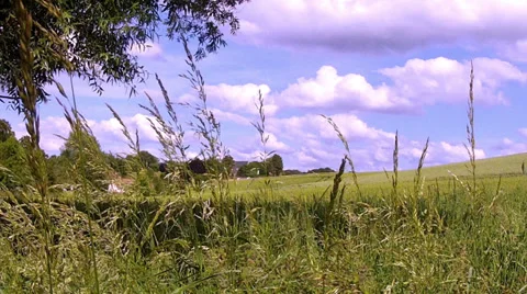 Field of green wheat. Stock Footage 34908296