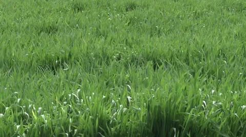 Field of green wheat Stock-Footage 37046171