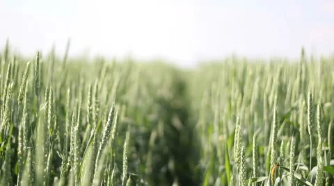 Field of green wheat Vidéo 50127047