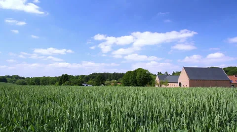 Field of green wheat. Stock Footage 50960744