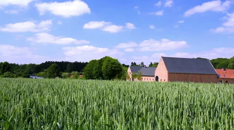 Field of green wheat. Stock Footage 50983288