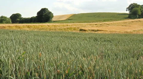 Field of green wheat. Stock Footage 51623097