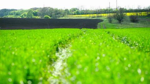 Field with green wheat Video stock 62864046