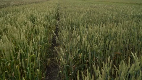 Field with the green wheat. Stock Footage 244251251